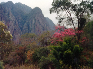 Selva en la Reserva Nacional de Flora y Fauna de Tariquía, Tarija