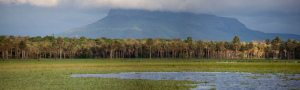 El Parque Nacional y Área Natural de Manejo Integrado Kaa Ila del Gran Chaco, Sitio Ramsar Palmar de las Islas (Santa Cruz) Foto: Walteres Ridder