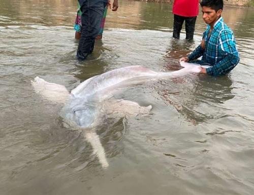 MMAYA ENVÍA UN EQUIPO TÉCNICO PARA EL RESCATE DEL BUFEO ENCONTRADO EN EL RÍO YAPACANÍ