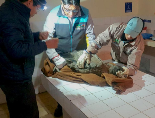 MINISTERIO DE MEDIO AMBIENTE RESCATA UN CÓNDOR EN LA COMUNIDAD DE ANCOMA NORTE DE LA PAZ